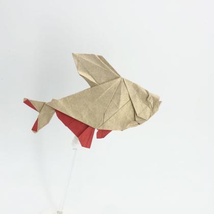 Rosy tetra 