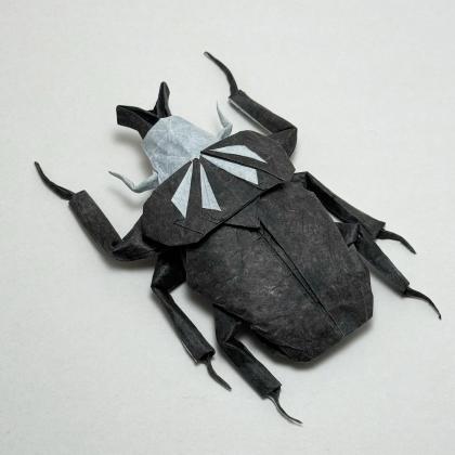 Goliath Beetle