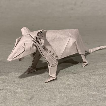 Possum