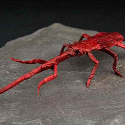 Hose Nosed Weevil